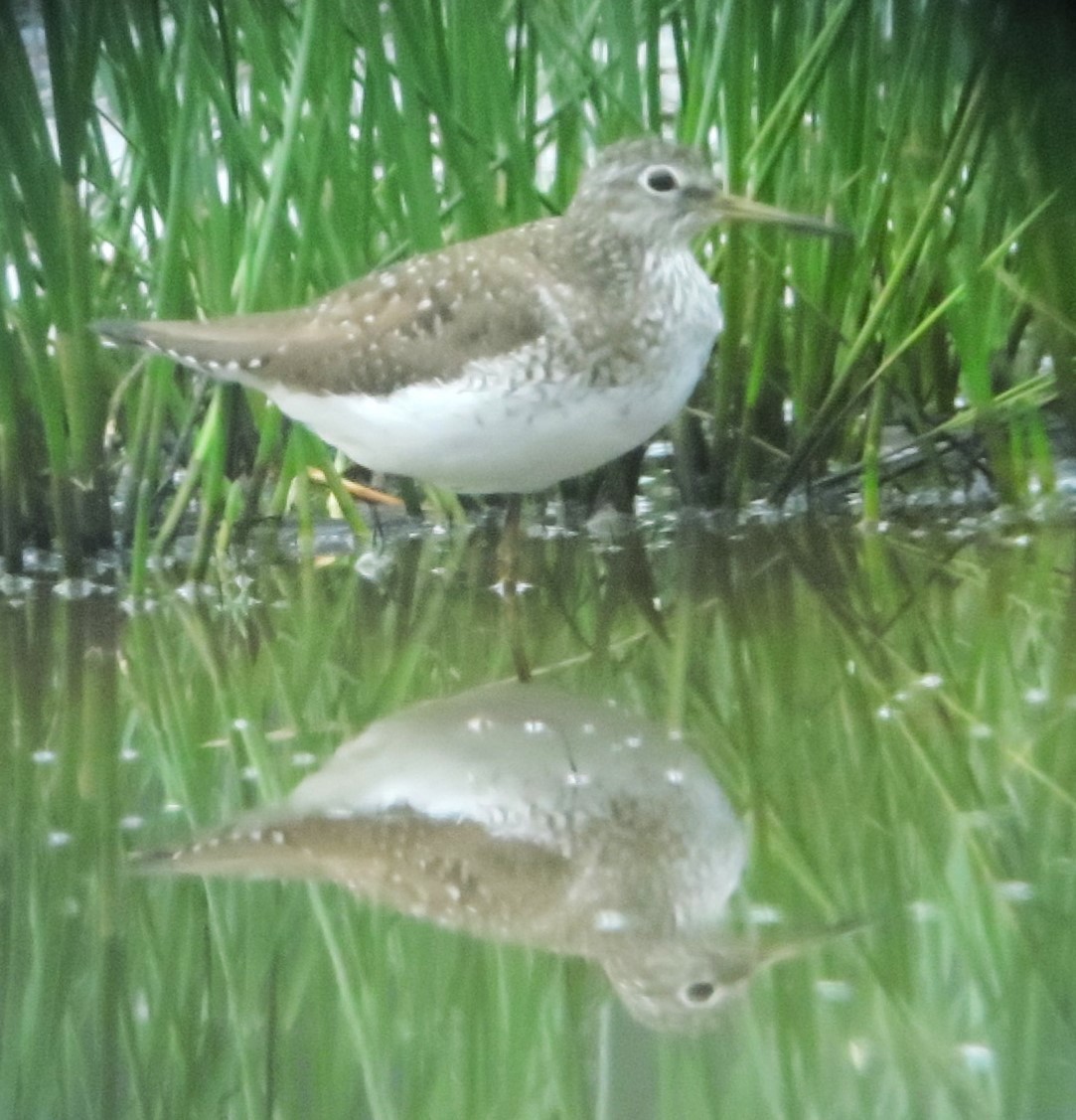 Solitary Sandpiper - ML634431462