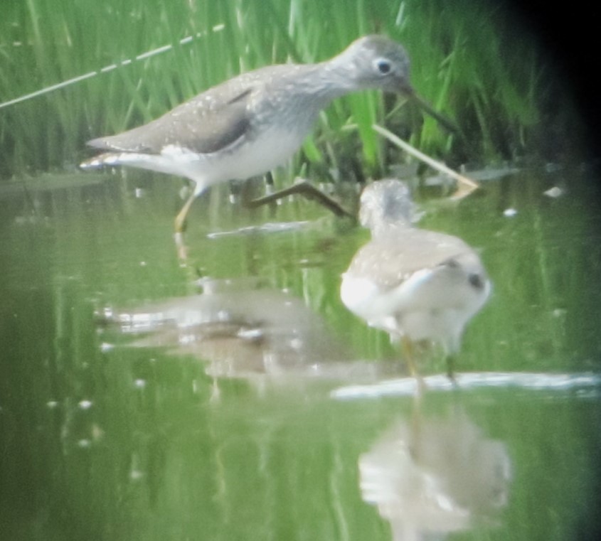 Solitary Sandpiper - ML634431463