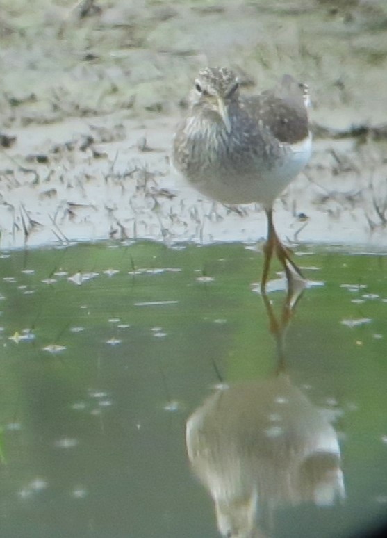 Solitary Sandpiper - ML634431464