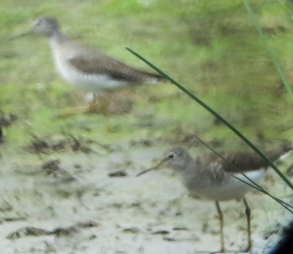 Solitary Sandpiper - ML634431475
