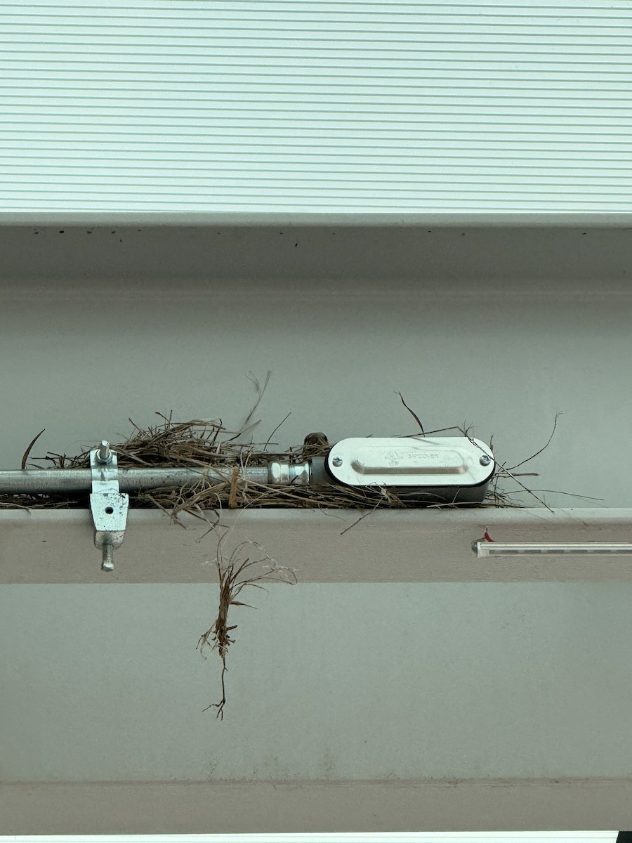 House Finch - ML634431558