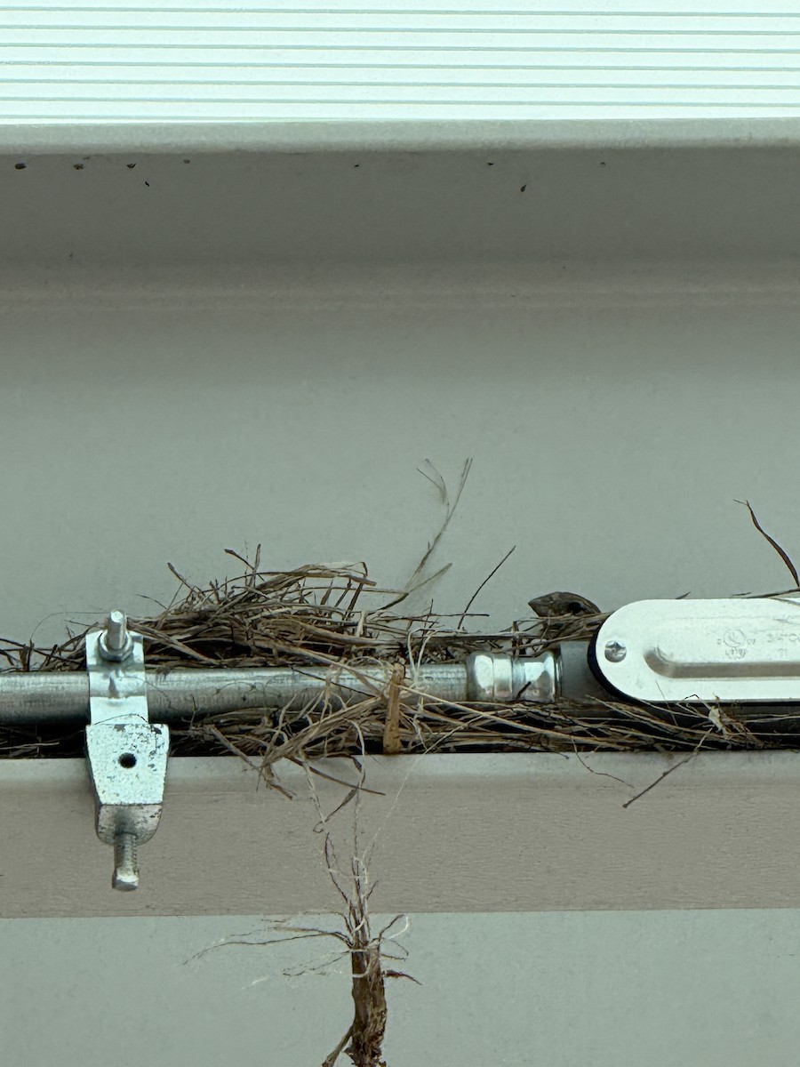 House Finch - ML634431559