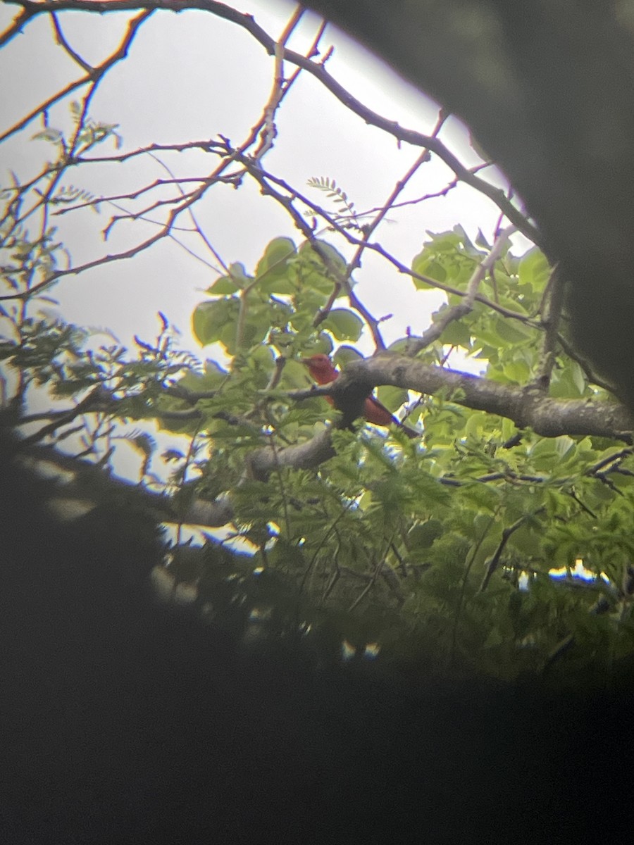 Summer Tanager - ML634431671