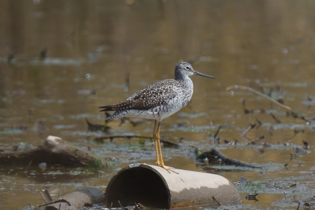 Greater Yellowlegs - ML634431873