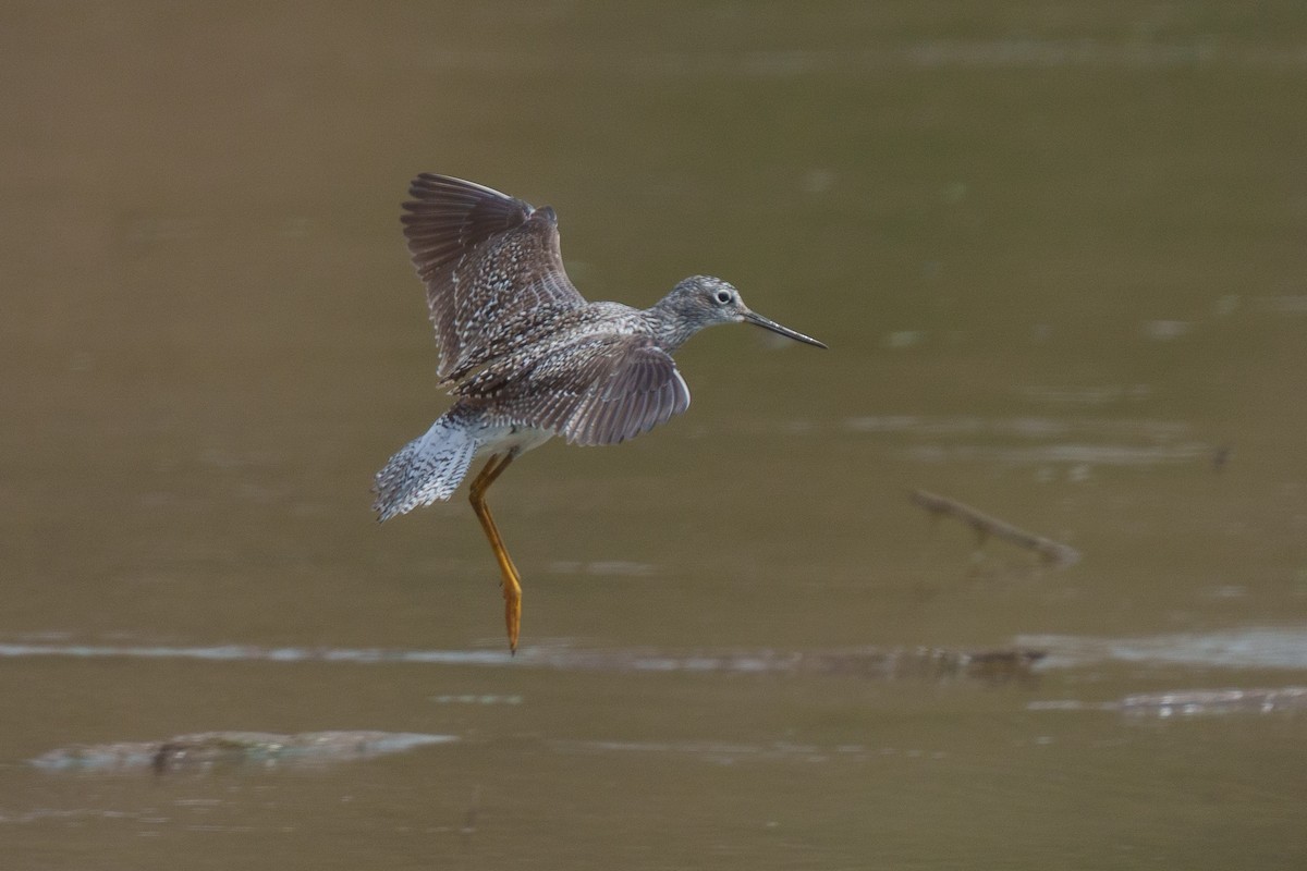 Greater Yellowlegs - ML634431874
