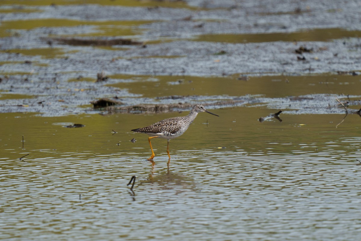 Greater Yellowlegs - ML634431875