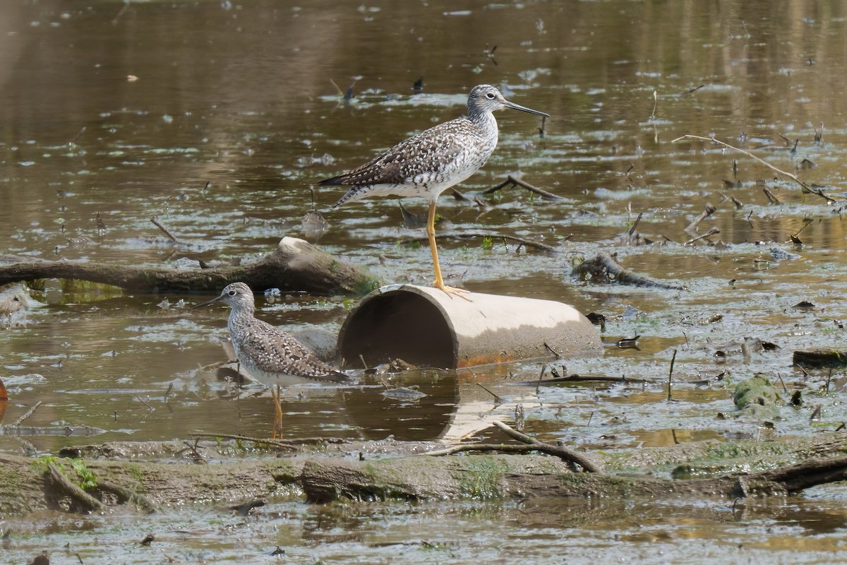 Lesser Yellowlegs - ML634431989