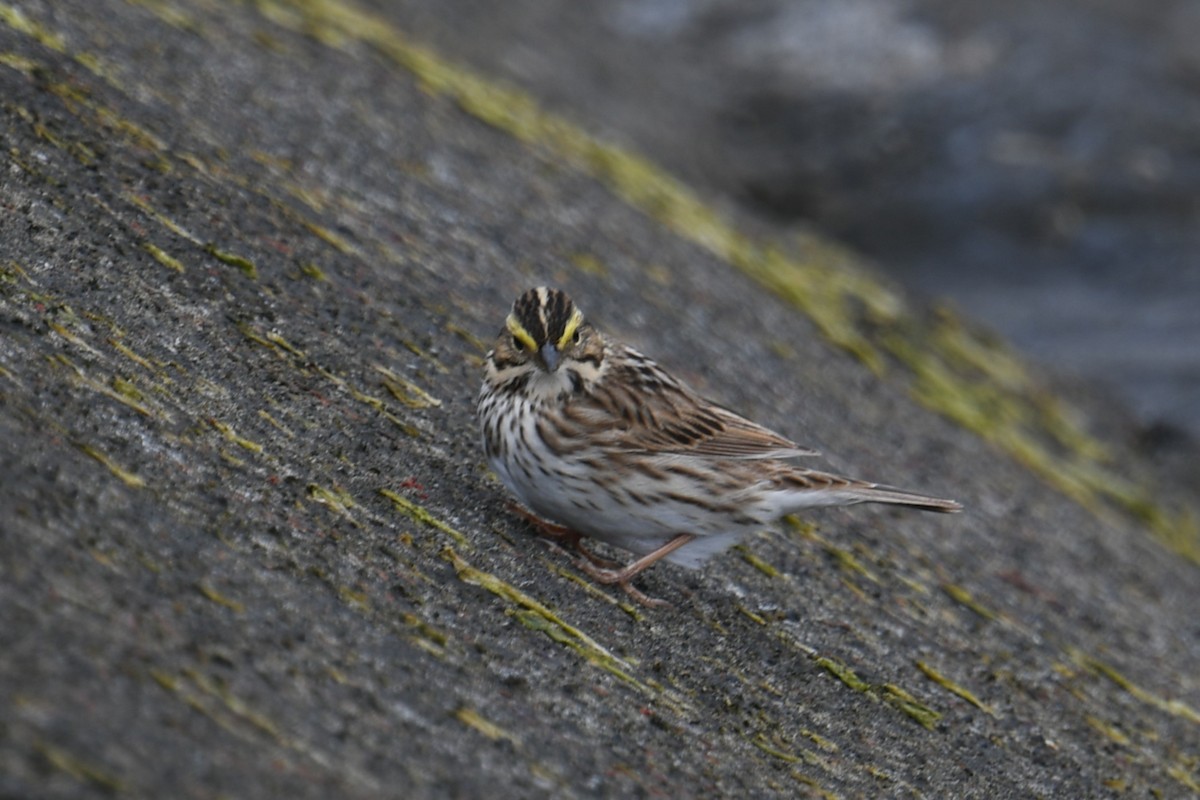 Savannah Sparrow - ML634432032