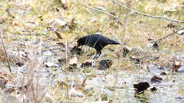 Rusty Blackbird - ML634432273