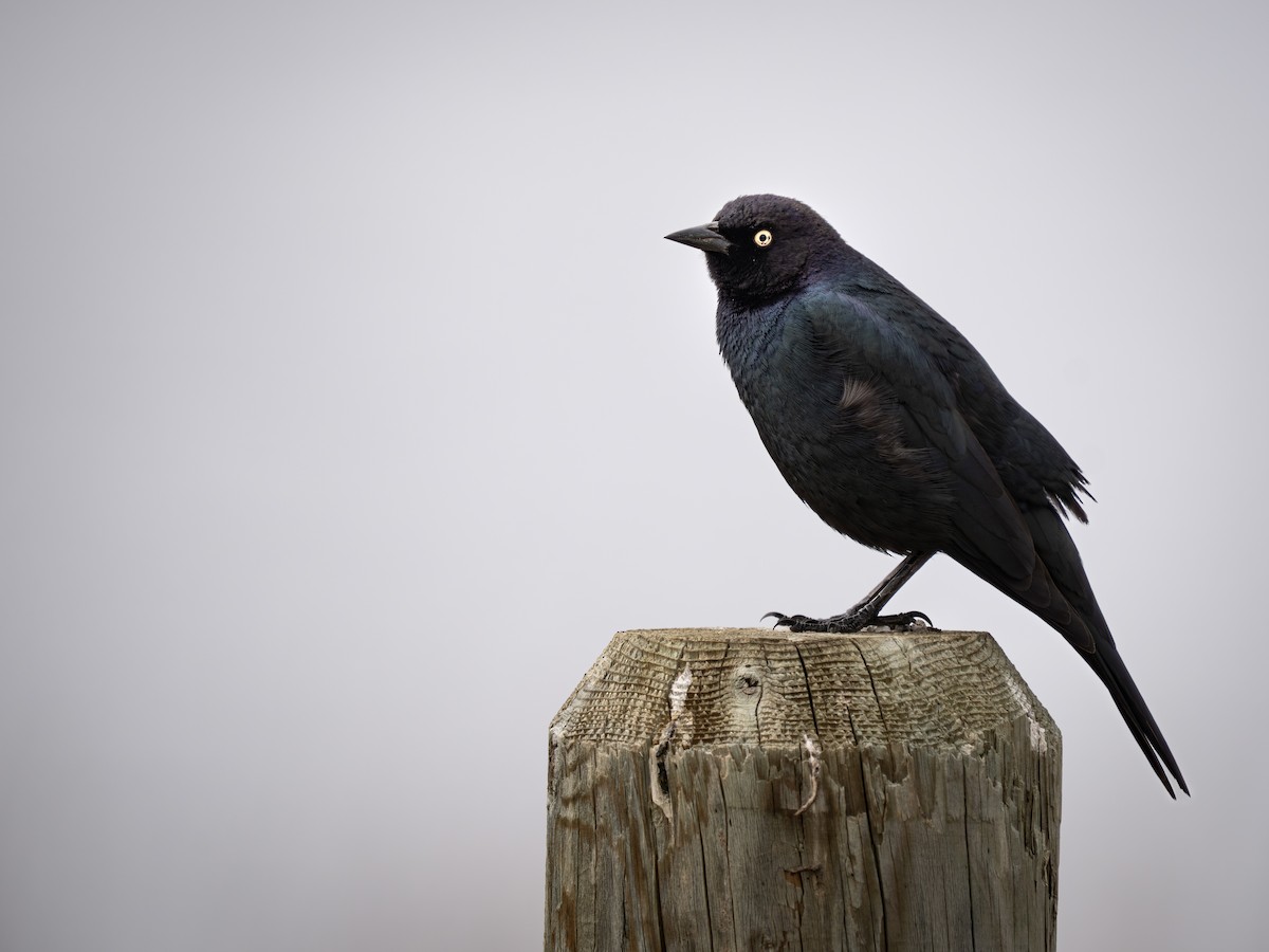 Brewer's Blackbird - ML634432285