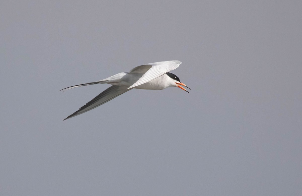 Forster's Tern - ML634432395