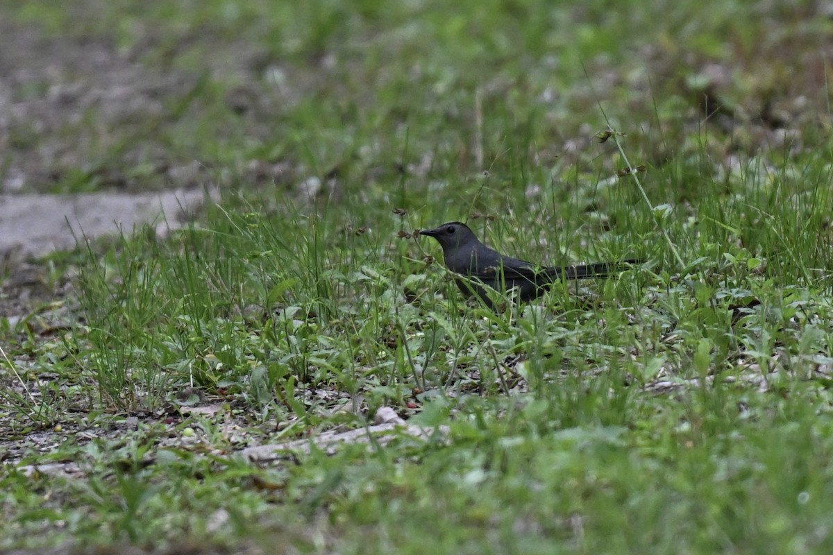 Gray Catbird - ML634432438