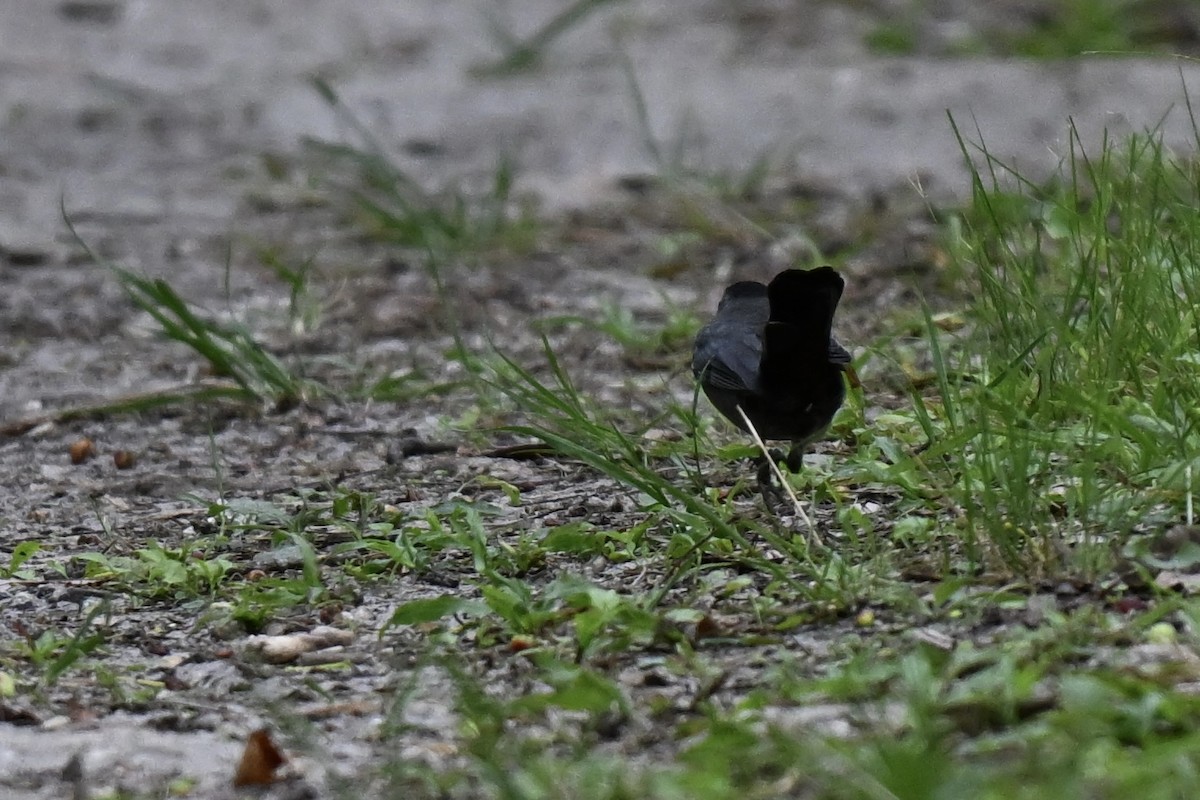Katzenspottdrossel - ML634432440
