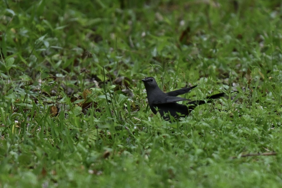 Gray Catbird - ML634432443