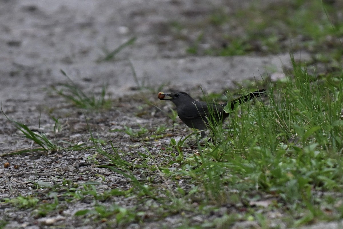 Katzenspottdrossel - ML634432446
