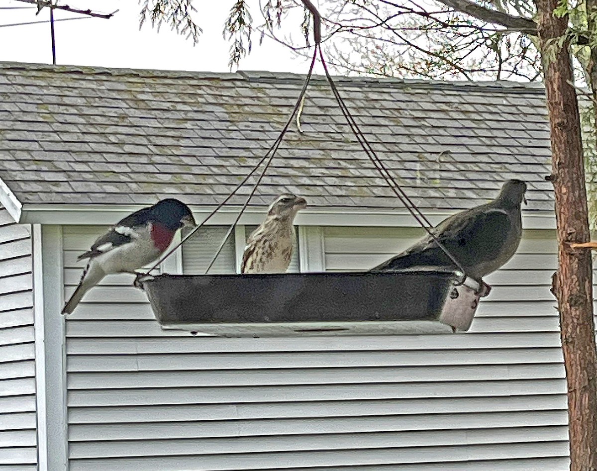 Rose-breasted Grosbeak - ML634432706
