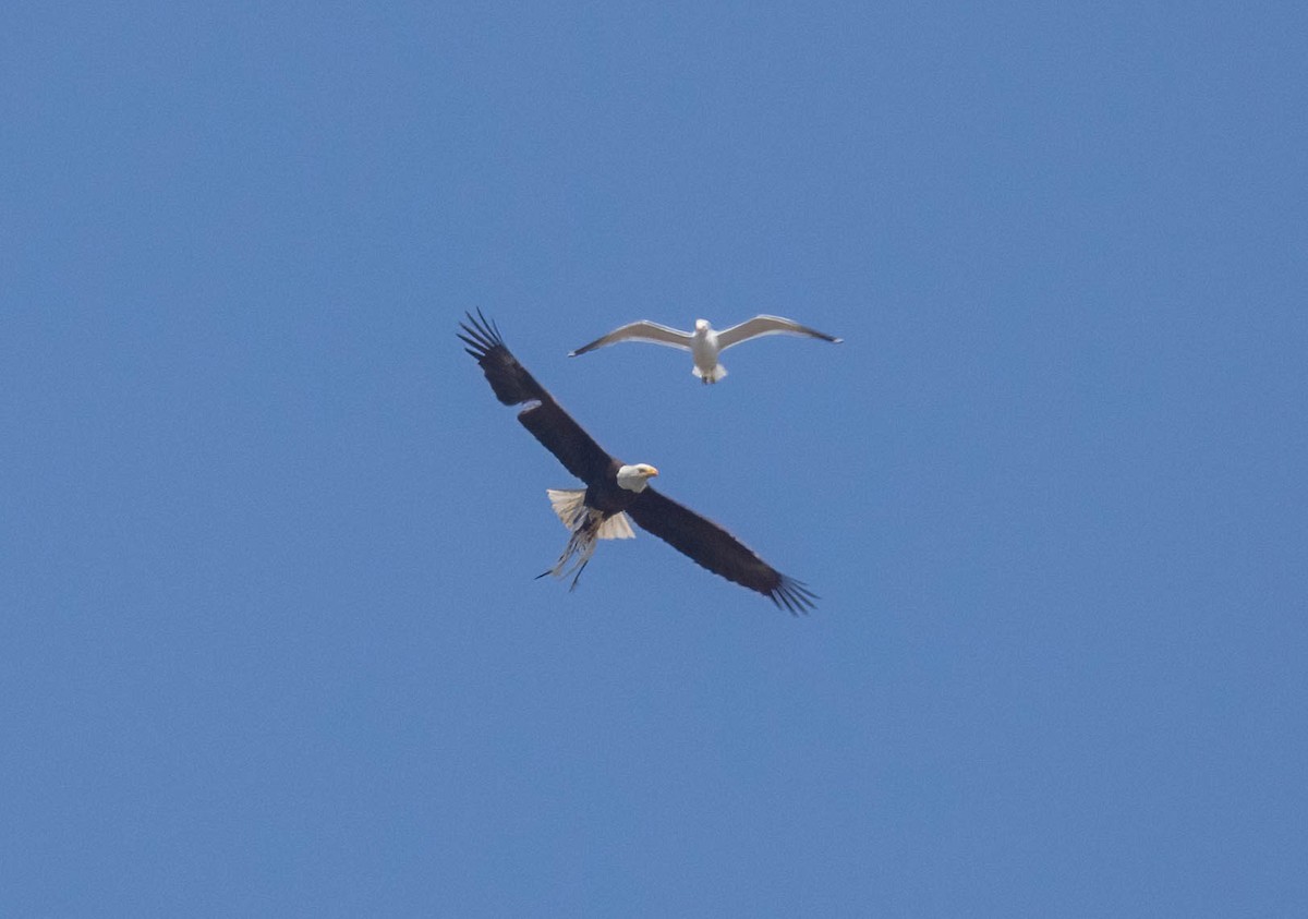 Bald Eagle - ML634432809