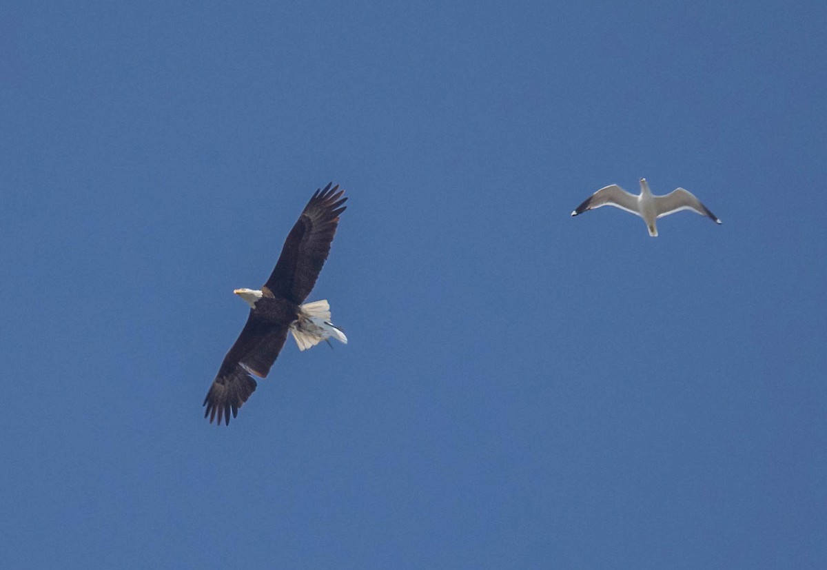 Bald Eagle - ML634432810