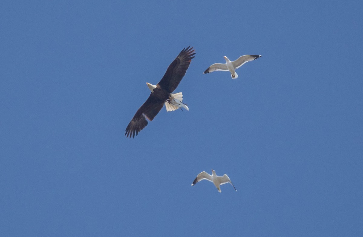 Bald Eagle - ML634432811
