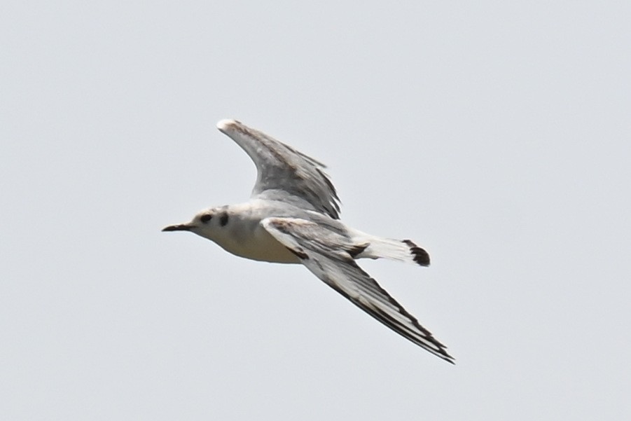 Bonaparte's Gull - ML634432846