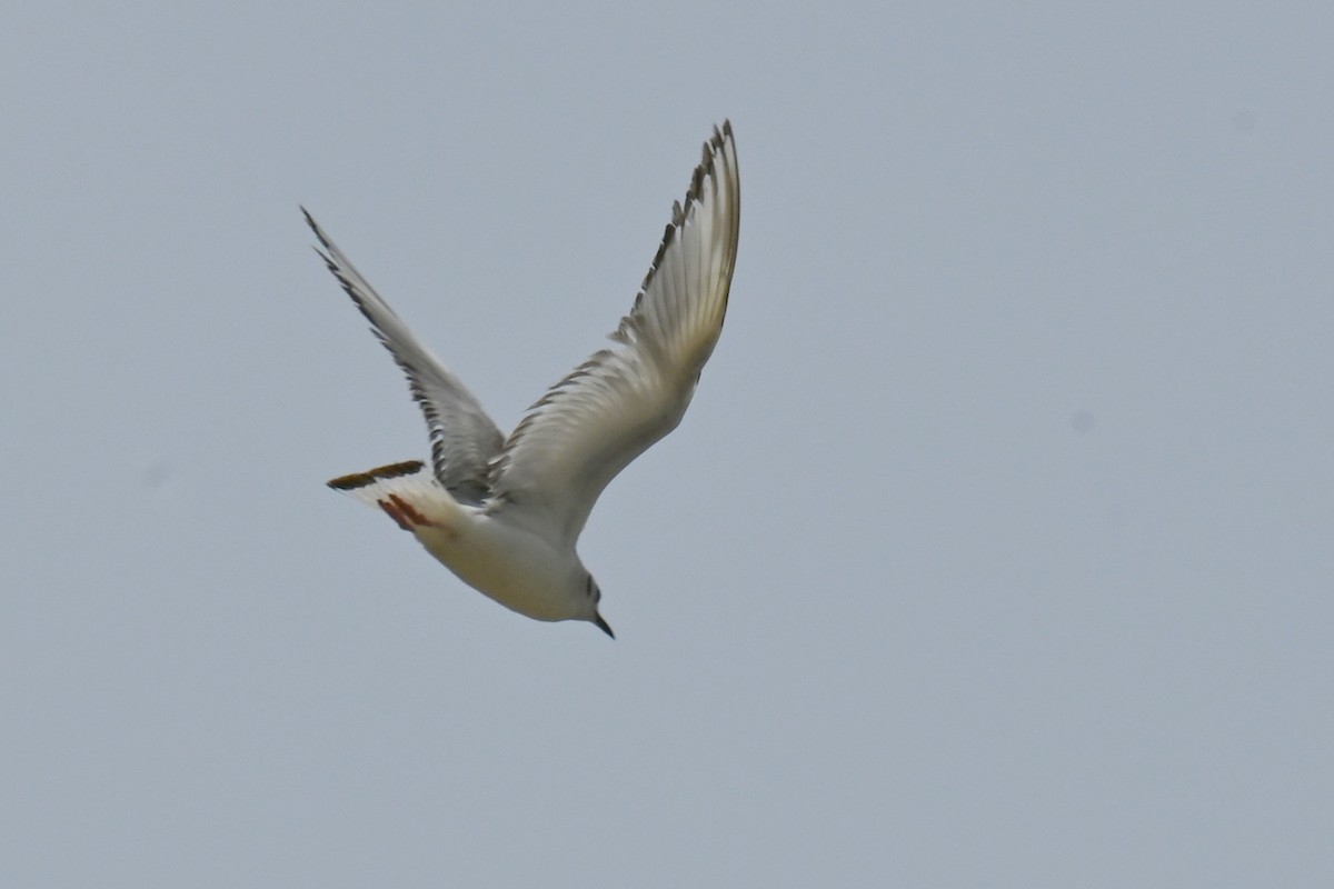 Bonaparte's Gull - ML634432847