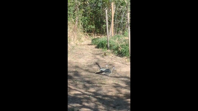 Greater Roadrunner - ML634432903
