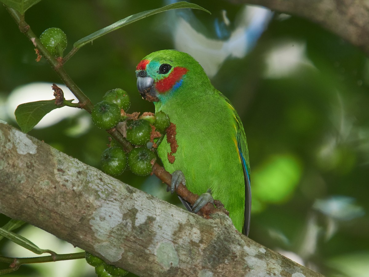 Double-eyed Fig-Parrot - ML634432908
