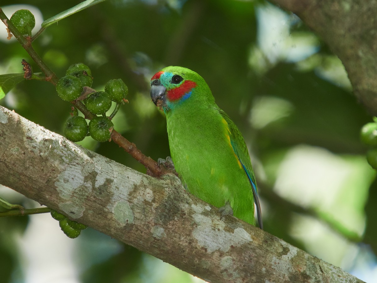 Double-eyed Fig-Parrot - ML634432909