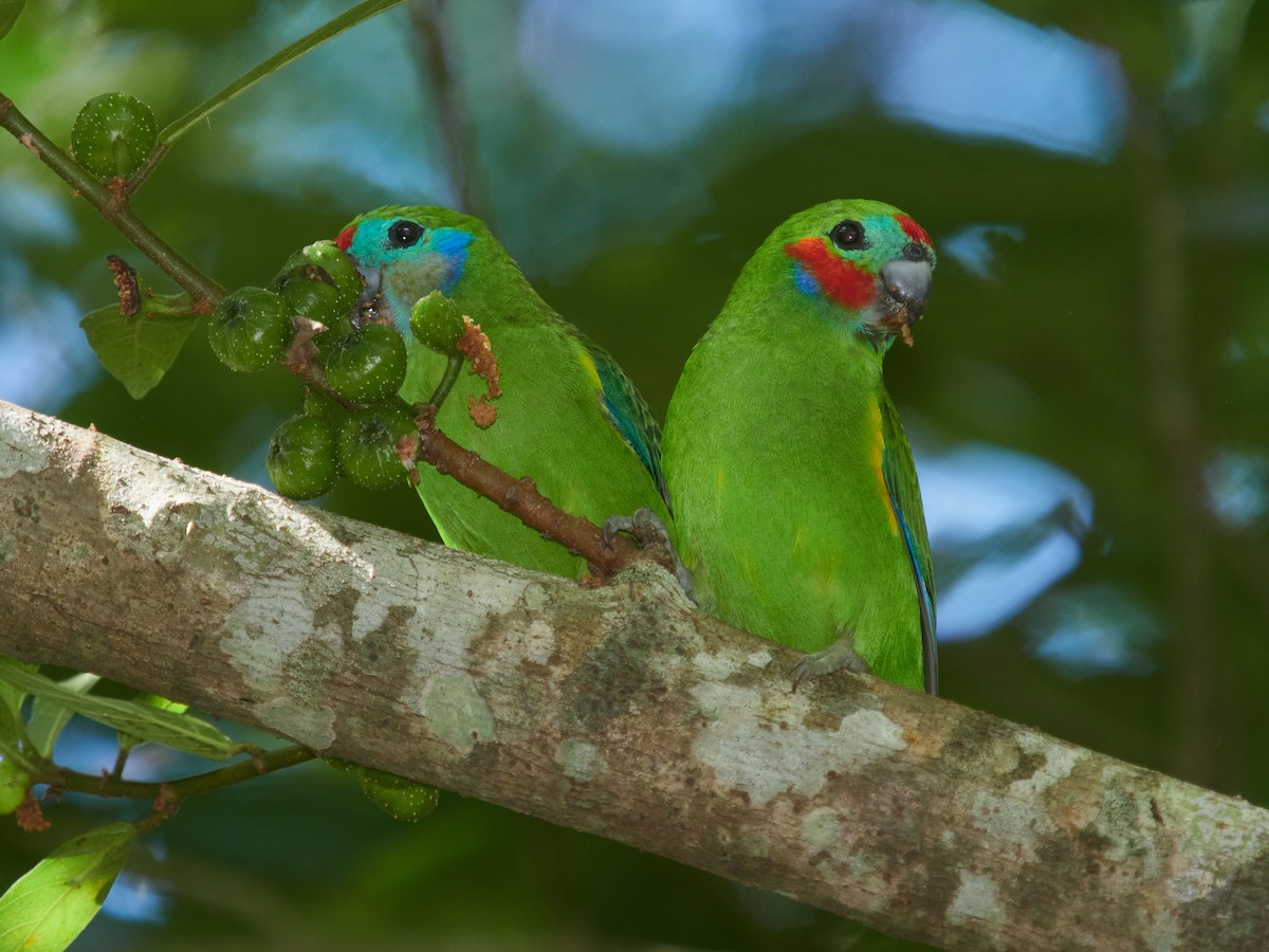 Double-eyed Fig-Parrot - ML634432910