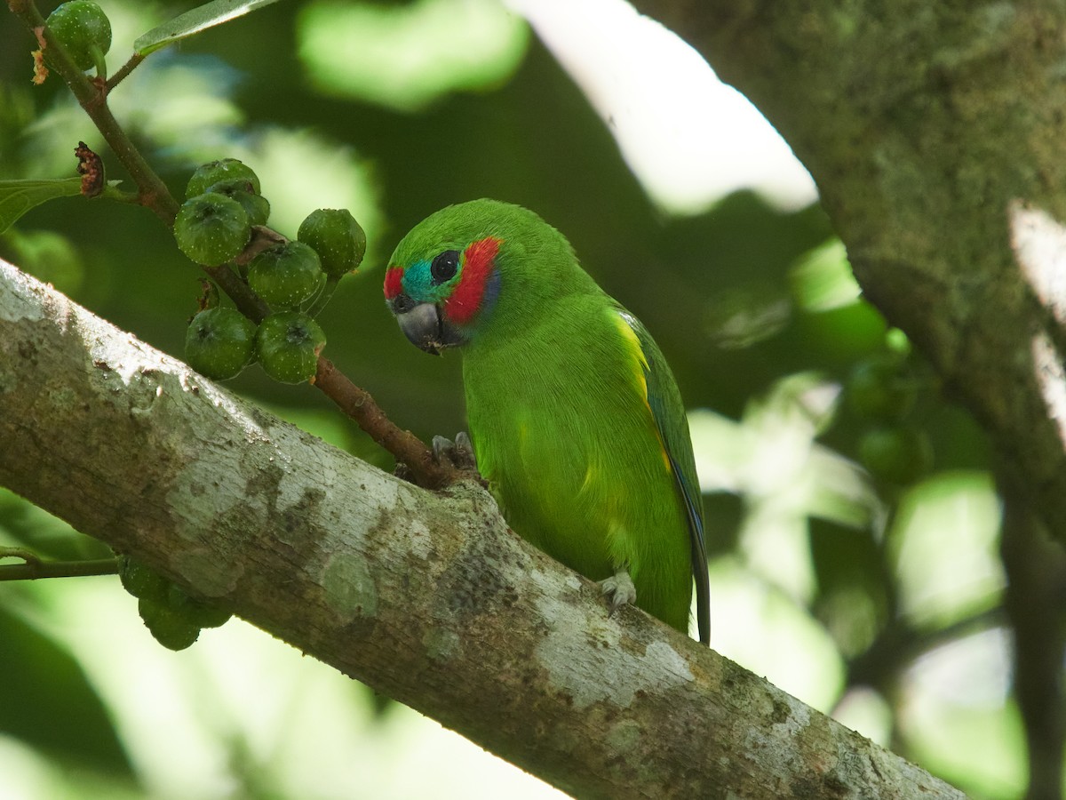 Double-eyed Fig-Parrot - ML634432911