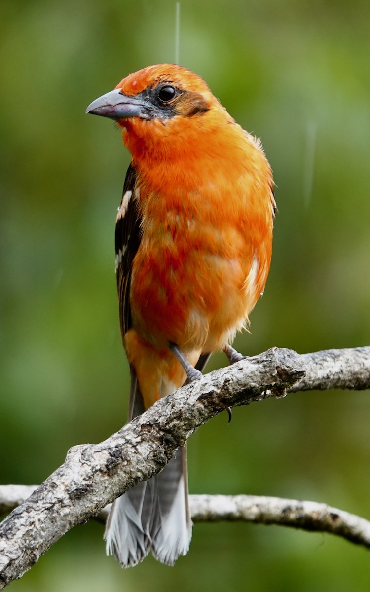 Flame-colored Tanager - ML634432946