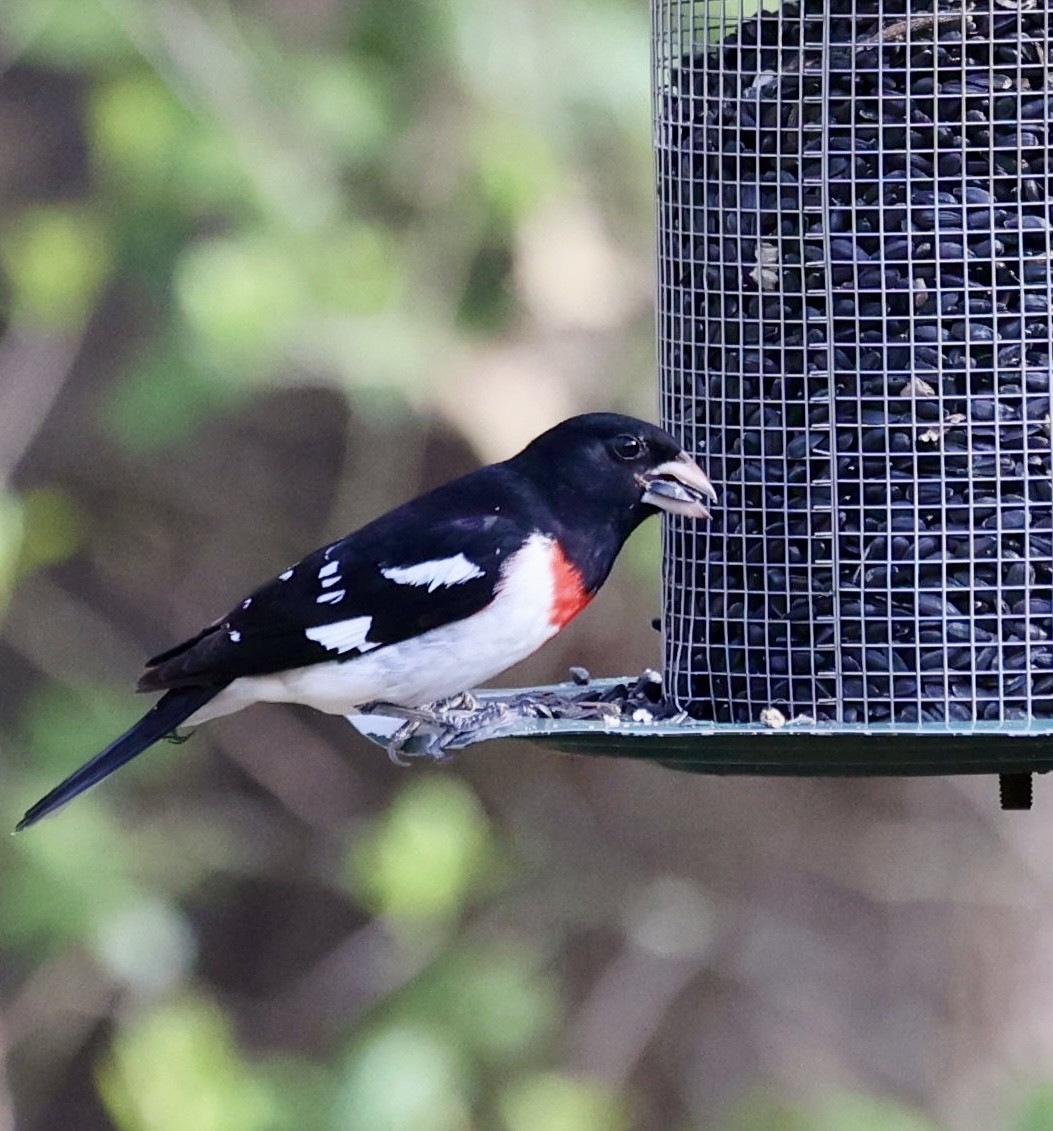 Rose-breasted Grosbeak - ML634433093