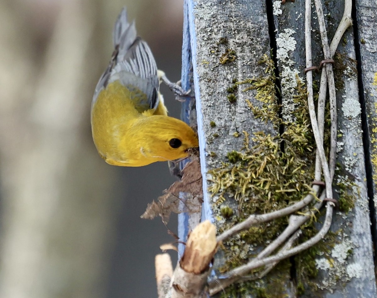 Prothonotary Warbler - ML634433102
