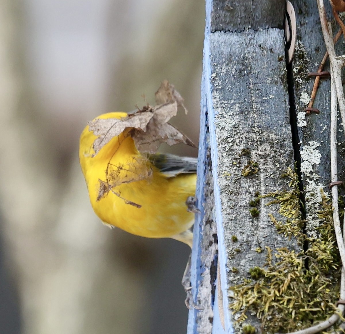 Prothonotary Warbler - ML634433103