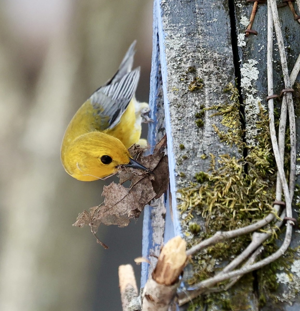 Prothonotary Warbler - ML634433104