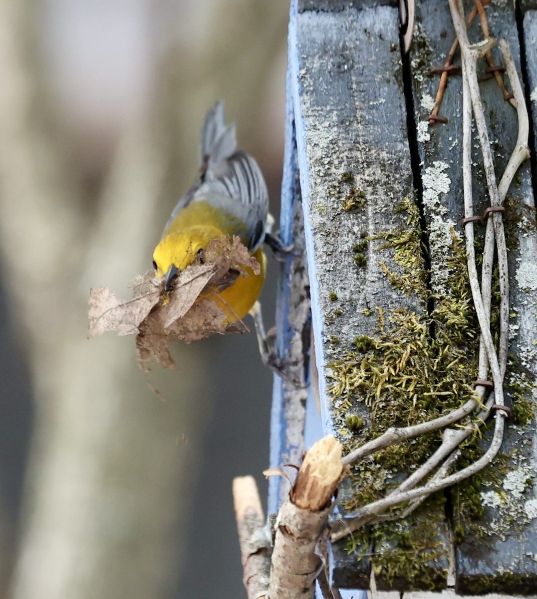 Prothonotary Warbler - ML634433105