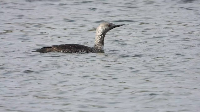 Plongeon catmarin - ML634433223