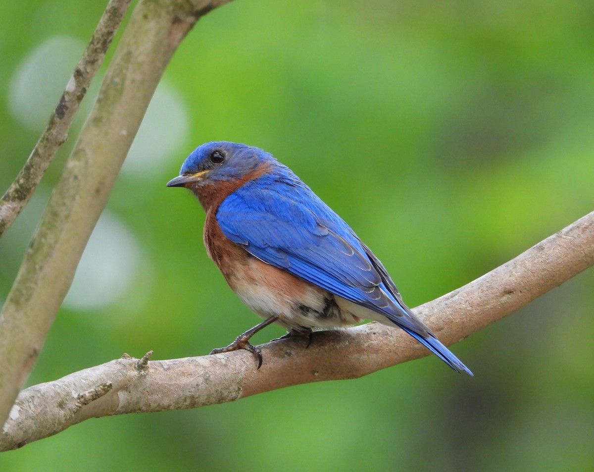Eastern Bluebird - ML634433305