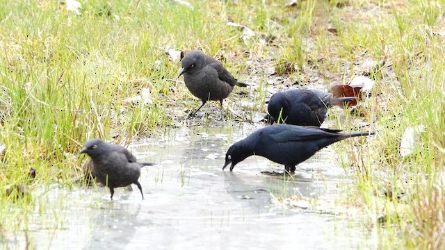 Rusty Blackbird - ML634433395