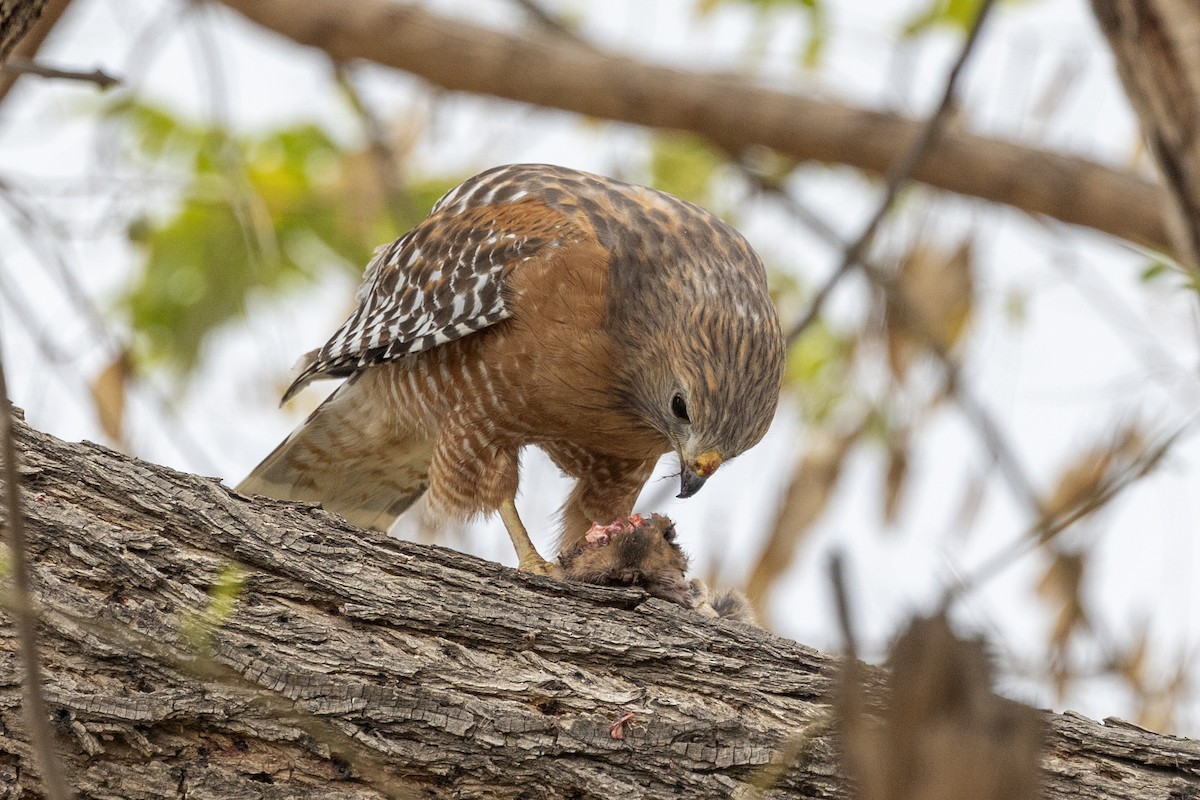 Red-shouldered Hawk - ML634433417