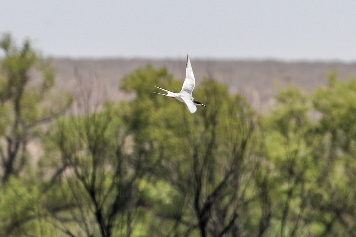 Forster's Tern - ML634433488