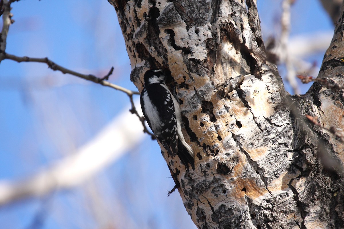 Downy Woodpecker - ML634433547
