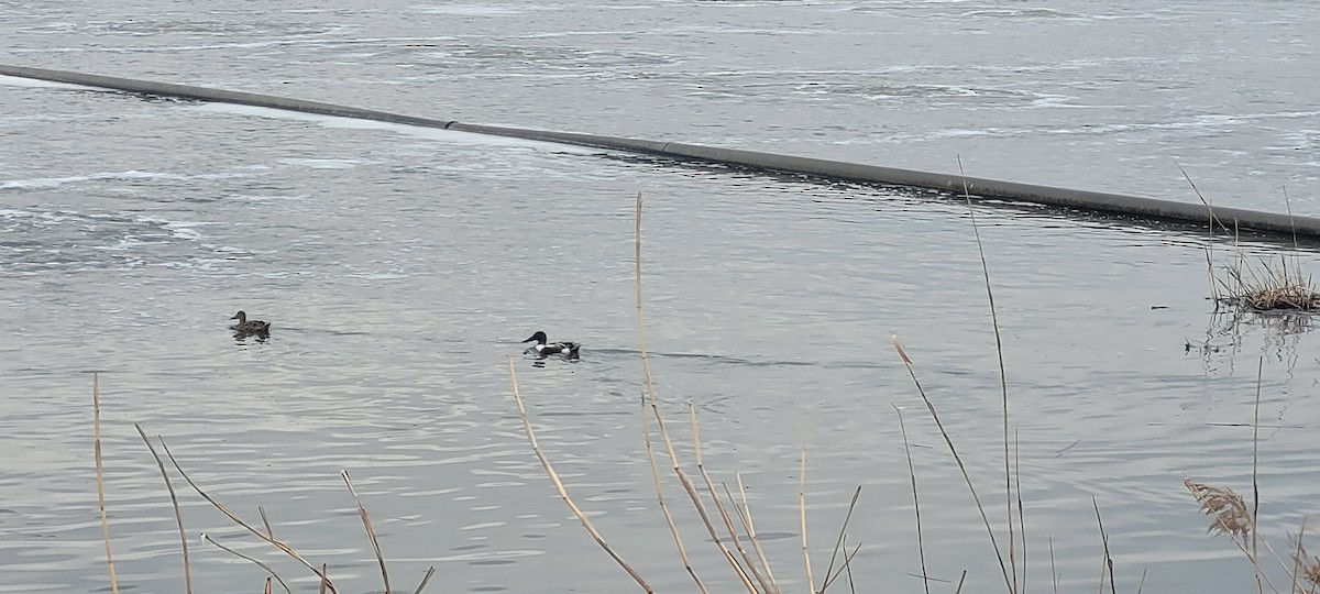 Халбага нугас - ML634433555