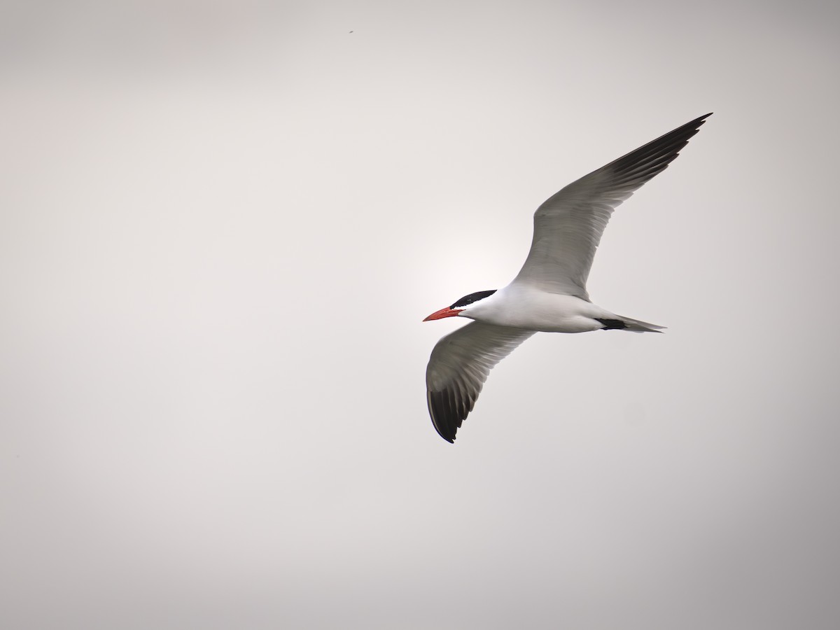 Sterna maggiore - ML634433582