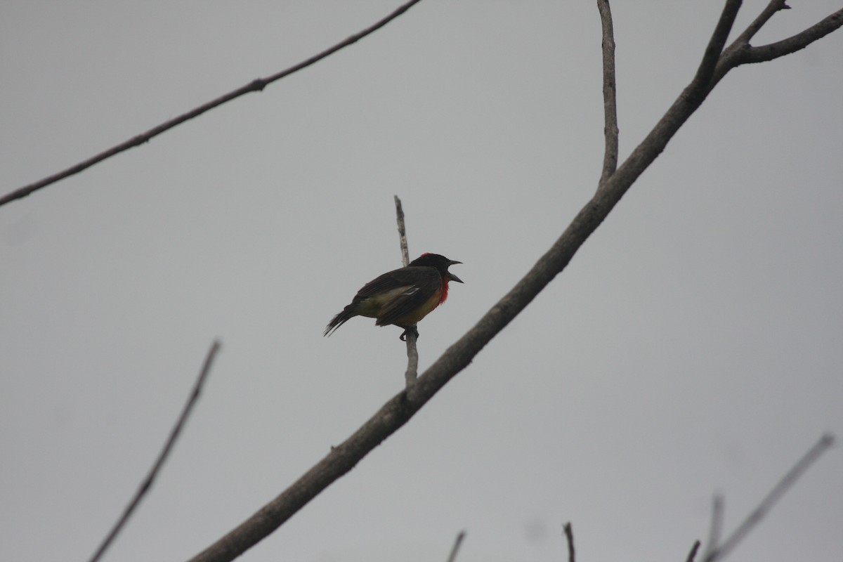 Crimson-breasted Finch - ML634433657