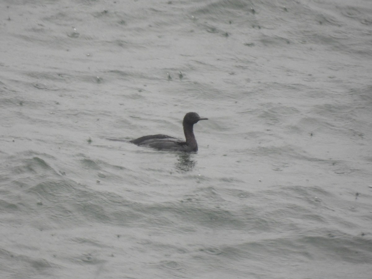 Pelagic Cormorant - ML634433713