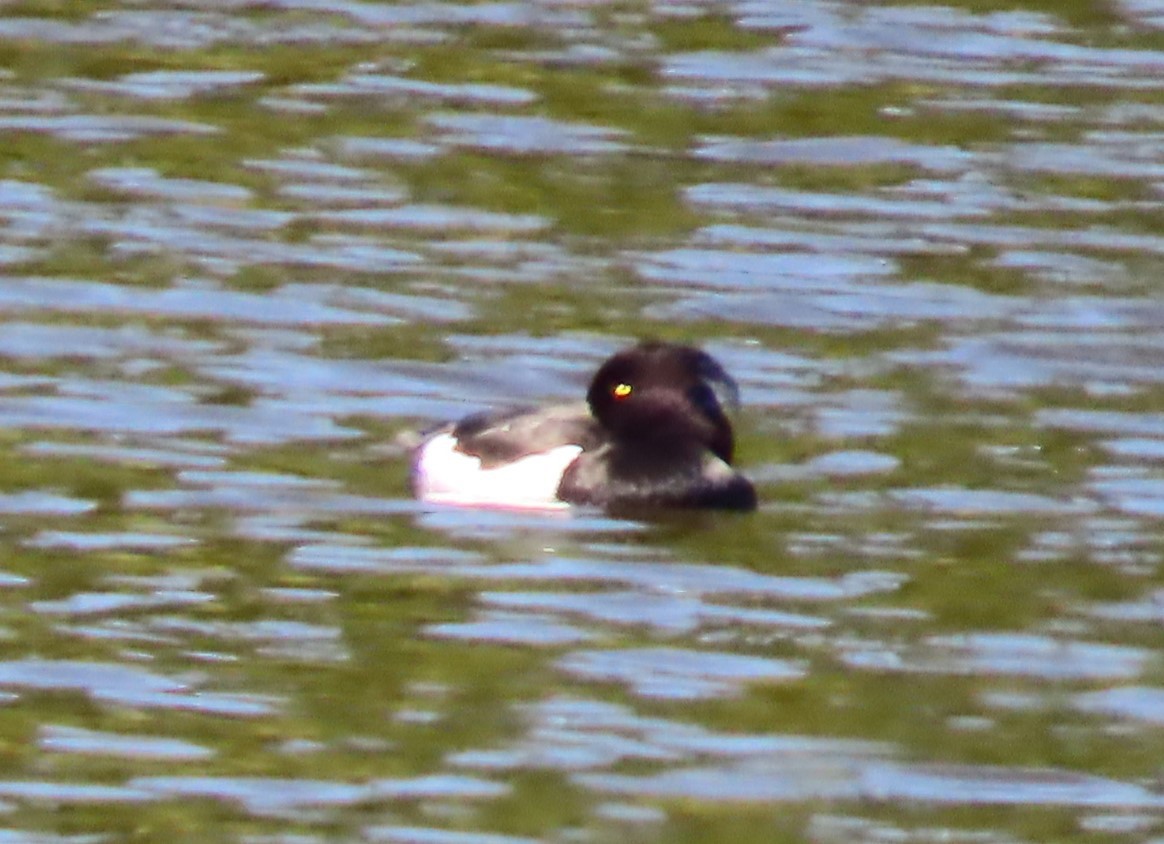 Tufted Duck - ML634433714