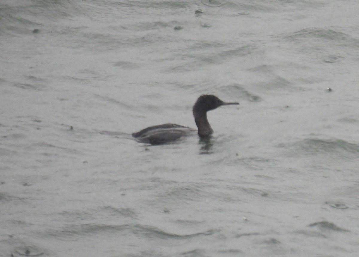 Pelagic Cormorant - ML634433718