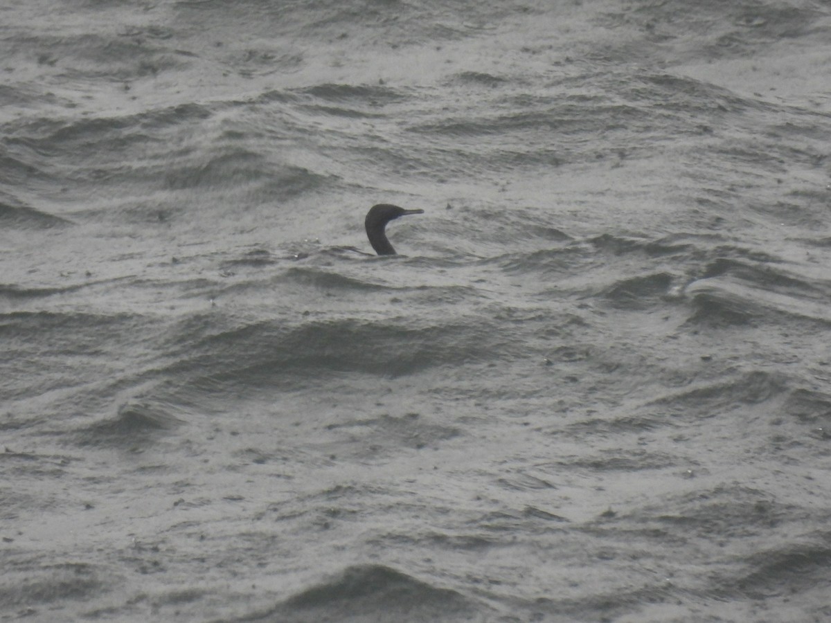 Pelagic Cormorant - ML634433727
