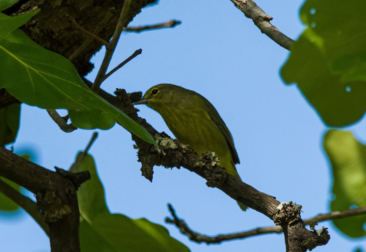 Orange-crowned Warbler - ML634433783